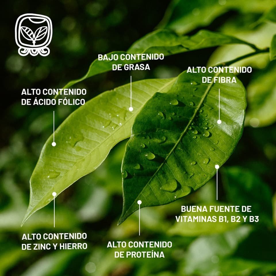 Árbol de Ramón Osh - Tesoro Maya